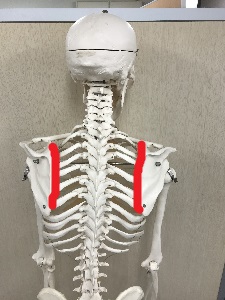 赤い部分が肩甲胸郭関節